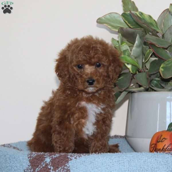 Ginger, Cavapoo Puppy